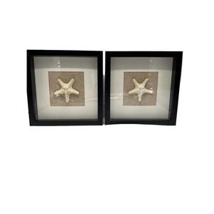 Mounted Dried Starfish In Black Square Frames Set of 2